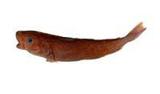 Fe(Өe)(Eleginus gracilis)