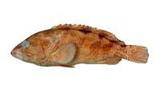 雲紋石斑魚( i Epinephel...