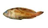 雲紋石斑魚( i Epinephel...