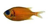 紅鋸鱗魚( i Myripristi...