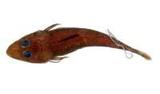大眼牛尾魚( i Suggrundu...
