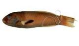A(Thalassoma lutescens)