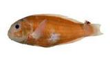 紅紫鸚哥魚( i Scarus ru...