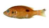 火斑笛鯛(Lutjanus fulviflammus)