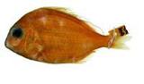胸斑笛鯛(Lutjanus carponotatus)