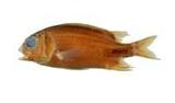 쳽(Sargoceneron melanichehys)