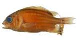 쳽(Sargoceneron melanichehys)