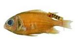 쳽(Sargoceneron melanichehys)