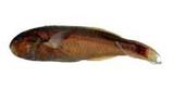 aA(Thalassoma quinquevittata)