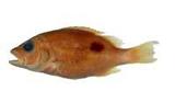 笛鯛(Lutjanus russelli)