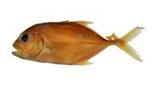 ʥJ?(Carangoides malabaricus)