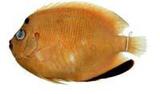 TIi(Apolemichthys trimaculatus)