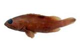 鱸滑石斑魚( i Epinephel...