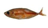 ײW?(Selar crumenophthalmus)