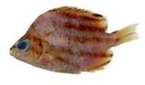 柴魚( i Microcanthus...