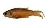 ?(Polydactylus plebeius)