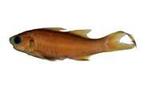 ?(Polydactylus plebeius)