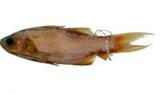 ?(Polydactylus sextarius)