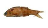 ?(Polydactylus sextarius)