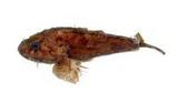 ]鮋(Scorpaenopsis neglecta)