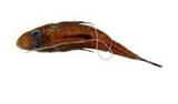 橫帶牛尾魚( i Grammopli...
