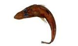 橫帶牛尾魚( i Grammopli...