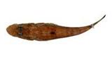 橫帶牛尾魚( i Grammopli...