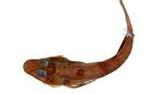 aw鯒(Hoplichthys fasciatus)