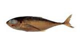 j?(Megalaspis cordyla)