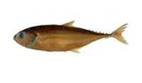 j?(Megalaspis cordyla)