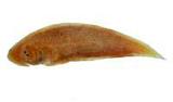 舌鰨( i Cynoglossus ...