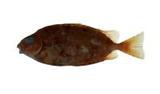 褐籃子魚( i Siganus fu...