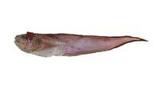 ^?(Hoplobrotula armata)