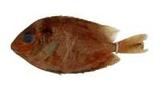 金點籃子魚( i Siganus c...