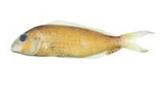 日本金線魚( i Nemipteru...
