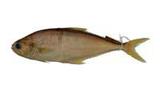 jff?(Scomberoides commersonnianus)