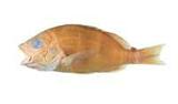 黃足笛鯛(Lutjanus fulvus)
