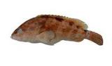 擬青石斑魚( i Epinephel...