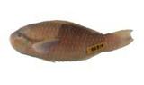新月鸚哥魚( i Scarus di...