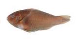 (Callyodon maoricus)