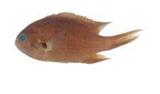 三宅光鰓魚(Chromis notatus miyakeensis)