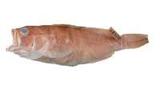 石斑魚( i Epinephelus...