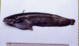 鯰(Silurus asotus)