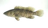 Ia۴(Epinephelus coioides)
