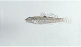 眼斑厚唇鯊(Awaous ocellaris)