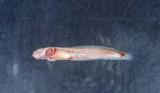 高體短鰻鰕虎(Brachyamblyopus anotus)