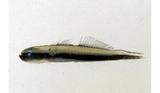 美麗舌塘鱧(Parioglossus formosus)