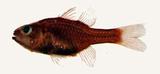 紅天竺鯛(Apogon coccineus)