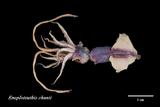 ǦW:Enoploteuthis chunii