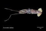 學名:Pyroteuthis addolux